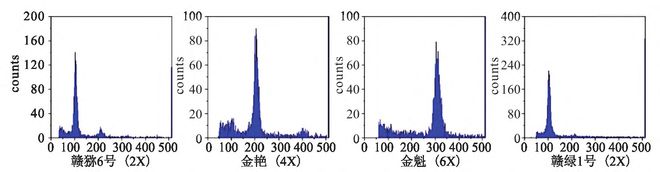 赣绿１号毛花猕猴桃的生物学特性和关键栽培技术解析